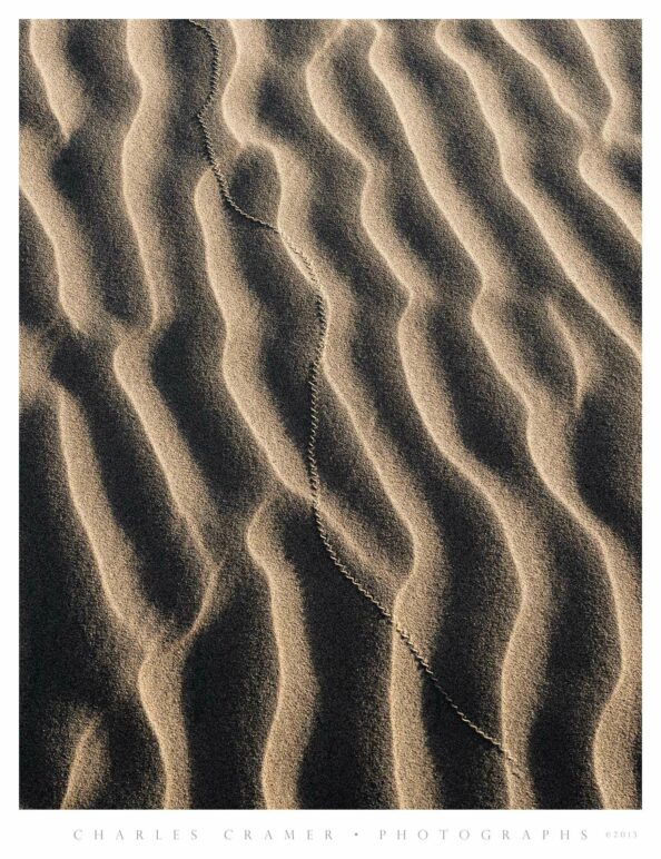 Insect Tracks, Sand Dunes, Death Valley