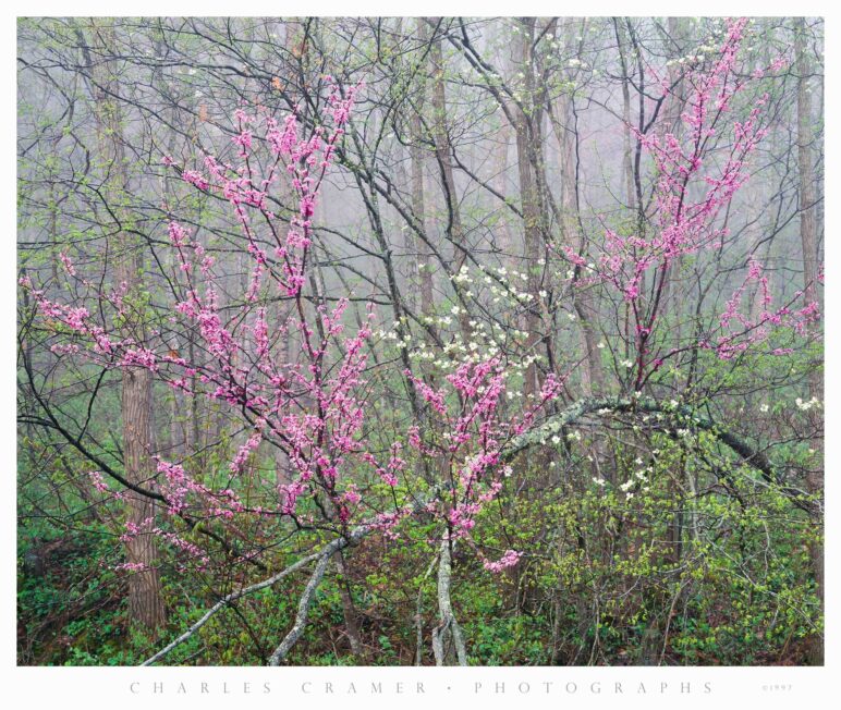 Dogwood and Redbud, Early Morning Fog,  Red River Gorge, Kentucky