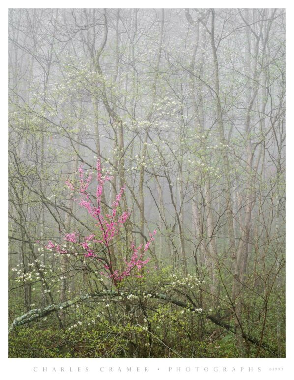 Redbud and Dogwood in Fog, Morning, Red River Gorge, Kentucky