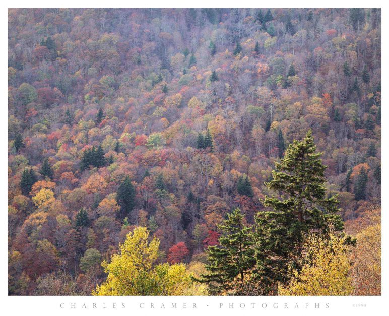 Hillside, Late Fall,  Blue Ridge Mountains