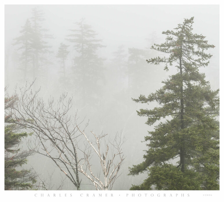Birch and Evergreens, Heavy Fog, New England