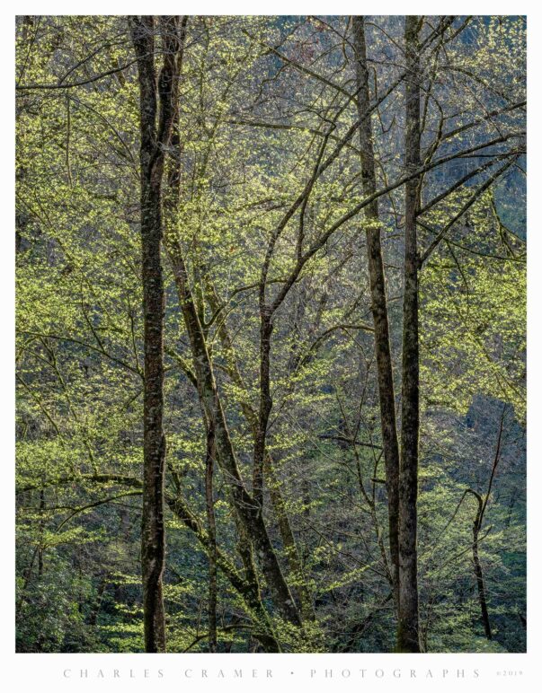 Backlit Trees, Spring, Great Smoky Mountains