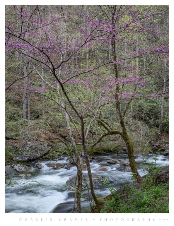 Redbud, along Little River Creek, Great Smoky Mountains