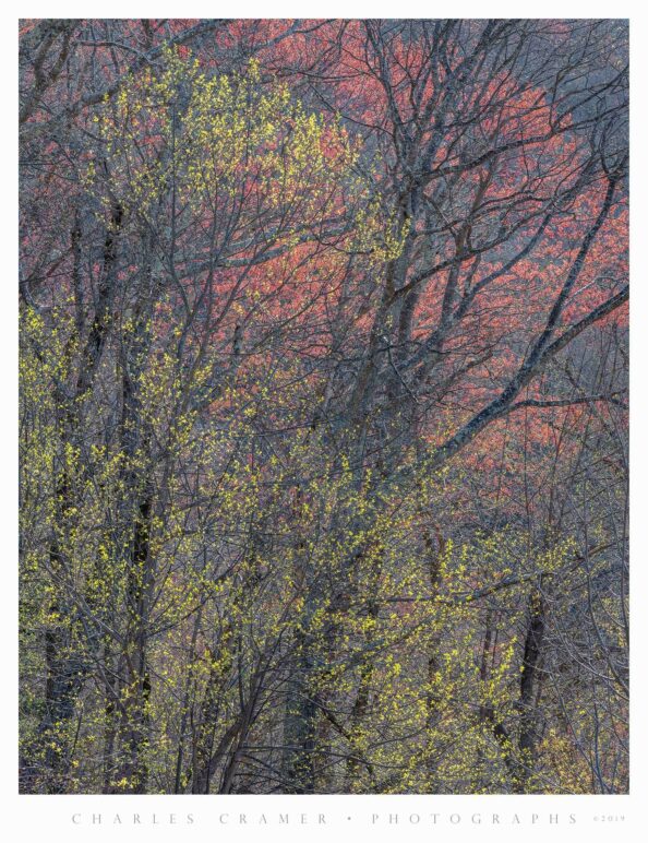Backlit Spring Foliage, Great Smoky Mountains