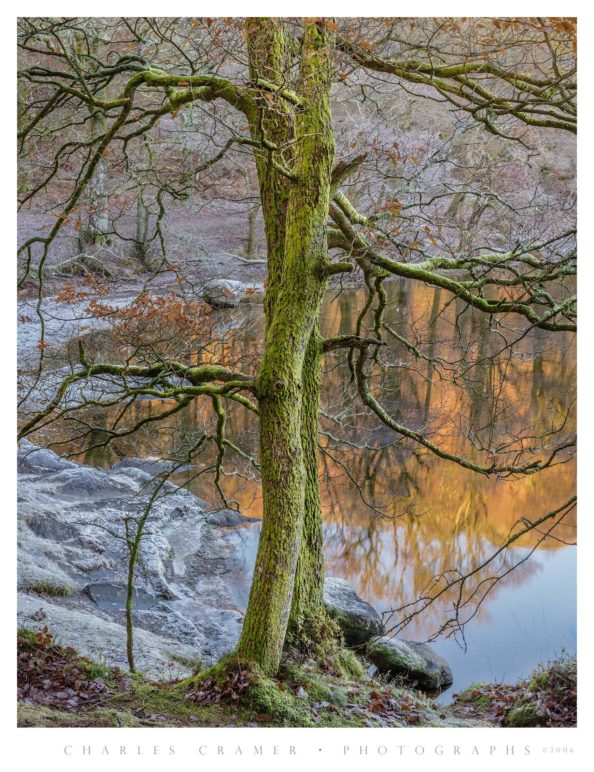 Trees, Frosty Morning, Derwentwater, England