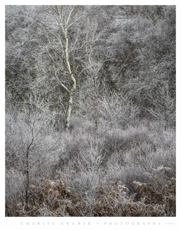Frost, Silver Birch, Lakes District, England