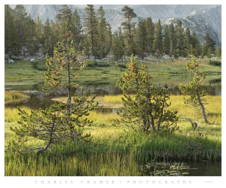 Backlit Trees, Pond, Pioneer Basin, Sierra Nevada