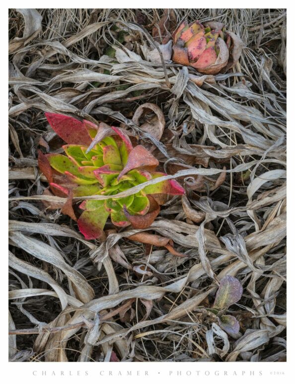 Succulents Amidst Dead Leaves, San Mateo Coast, California