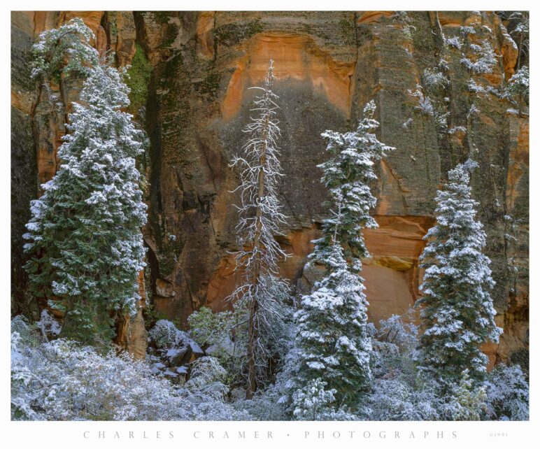 First Snow, Trees, Zion