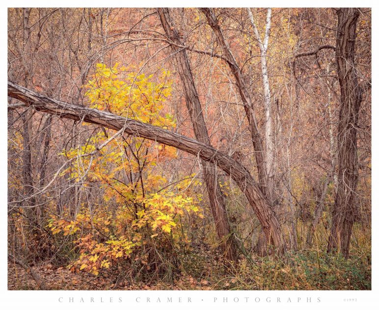 Cottonwoods, Autumn, Harris Wash, Utah