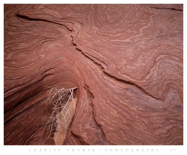 Sandstone Ridges, Dried Tumbleweed, Utah