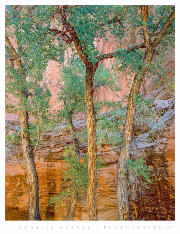 Trees Against Canyon Cliff, Utah