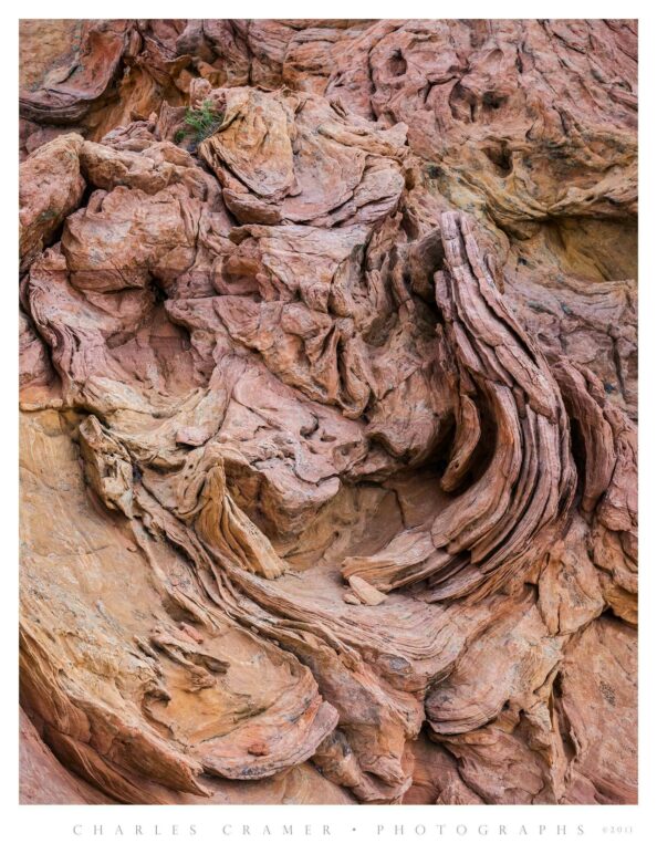 "Curved" Sandstone, Shrub, Paria Wilderness, Utah