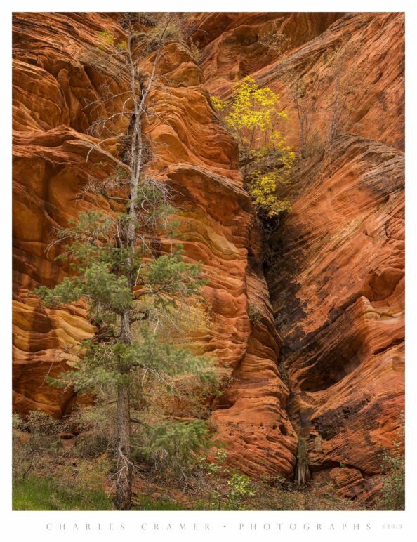 Tree and Shrubs, Narrow Canyon, Fall, Zion