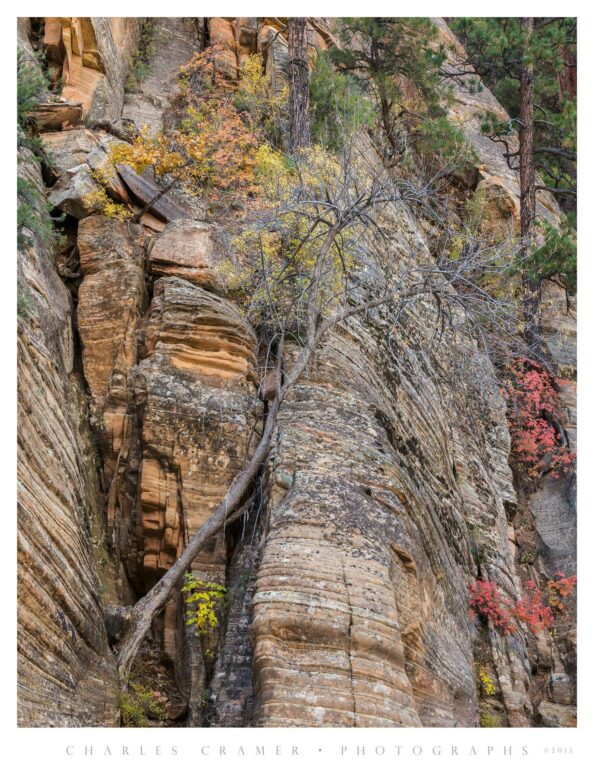 Tree Seeking Refuge in Cliffs, Zion Backcountry