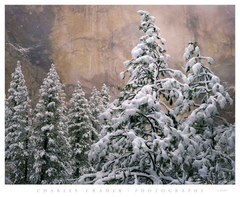 Snow-covered Pines, El Capitain, Yosemite