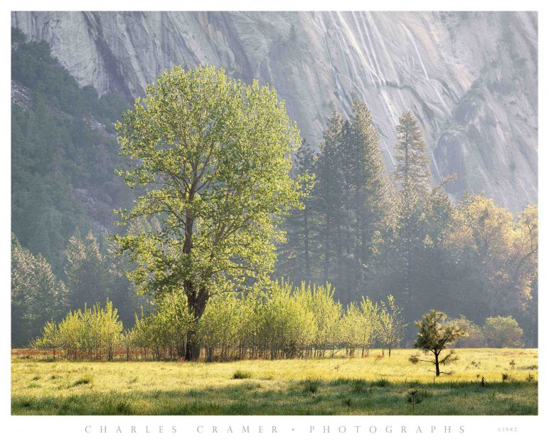 Spring Morning,  Ahwahnee Meadow, Yosemite