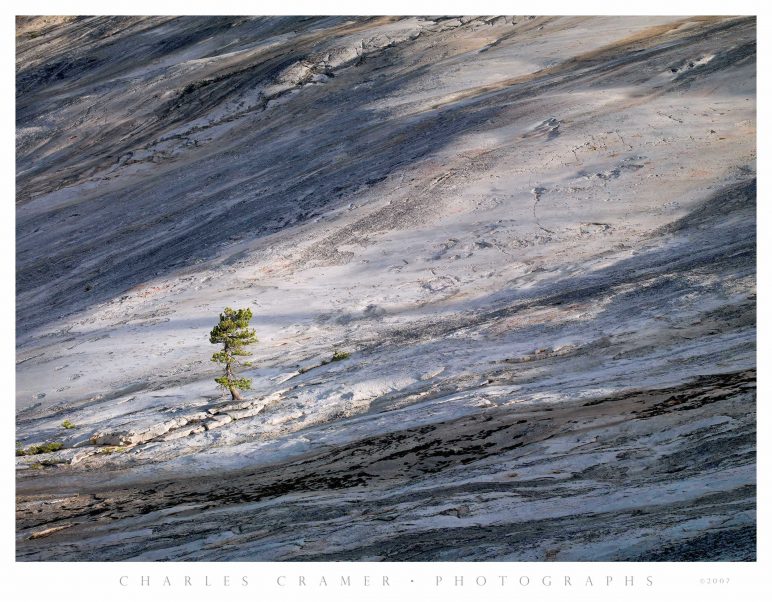 Granite and Pine, Glen Aulin, Yosemite