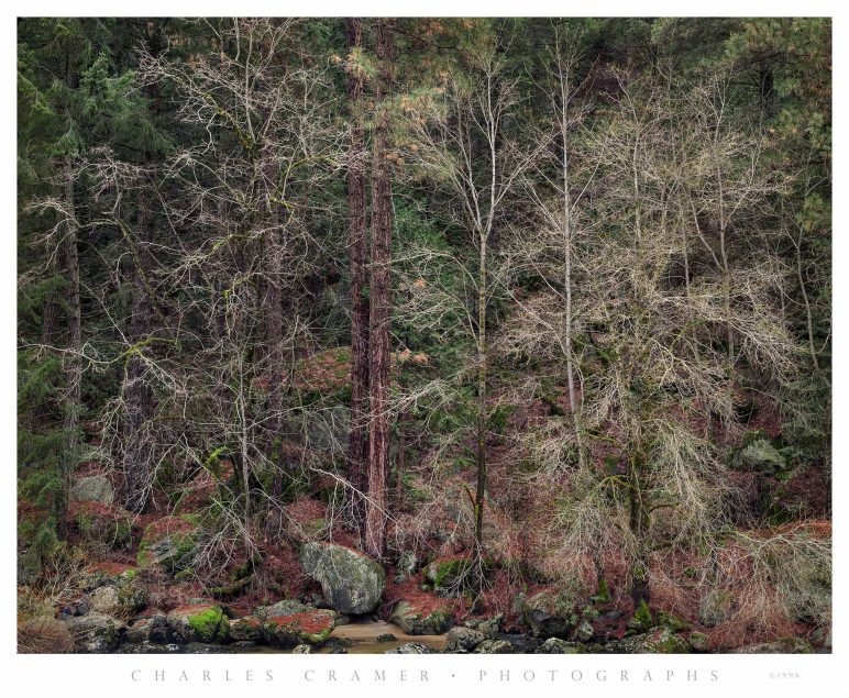 Bare Trees, Early Spring, Merced River, Yosemite
