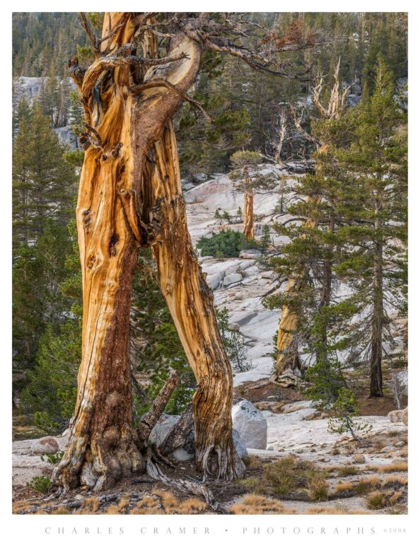 Split Snag, near Vogelsang, Yosemite