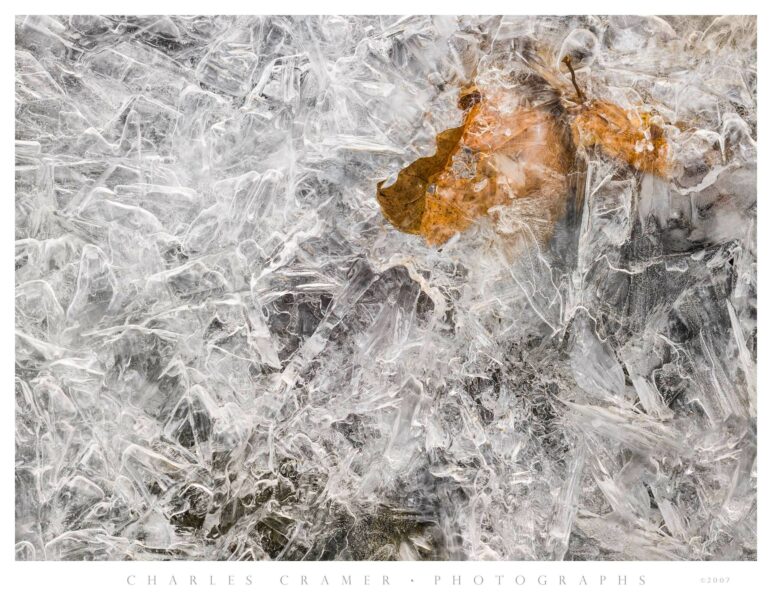 Fallen Leaf Frozen in Merced River Ice