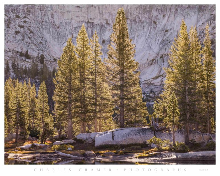 Backlit Trees, Cathedral Lake, Yosemite