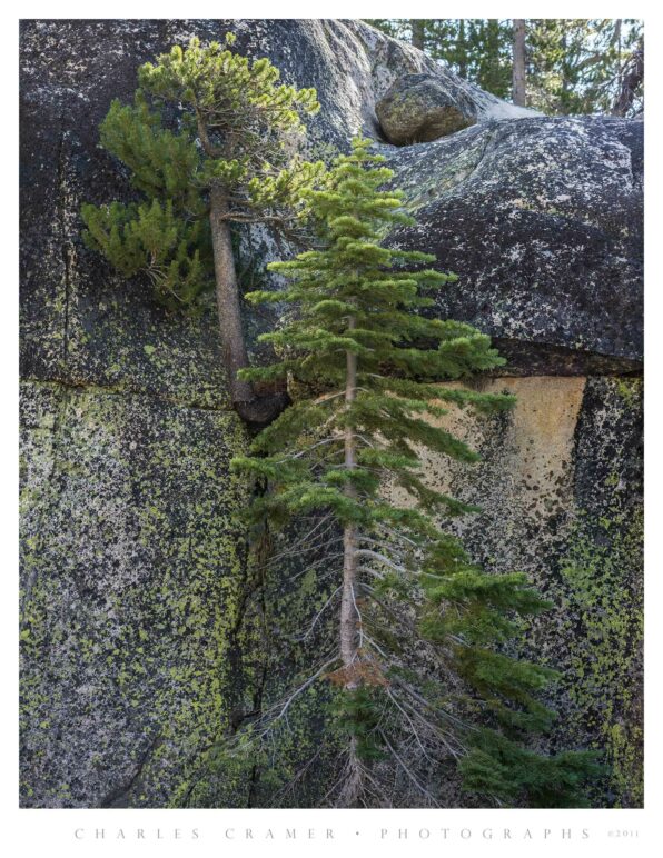 Pines Growing Out of and In Front of Granite