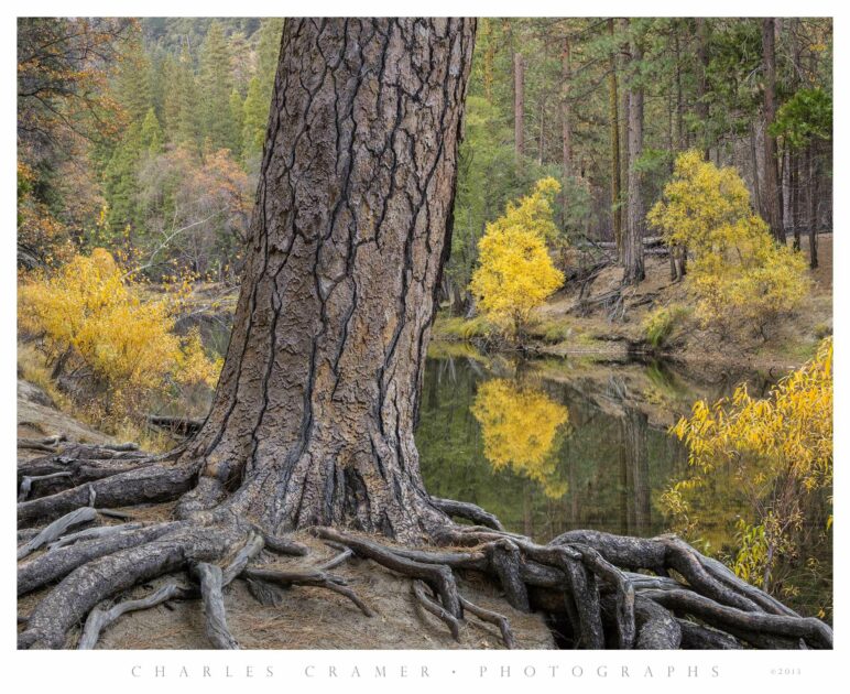 Massive Ponderosa Pine along Merced Shore, Autumn, Yosemite