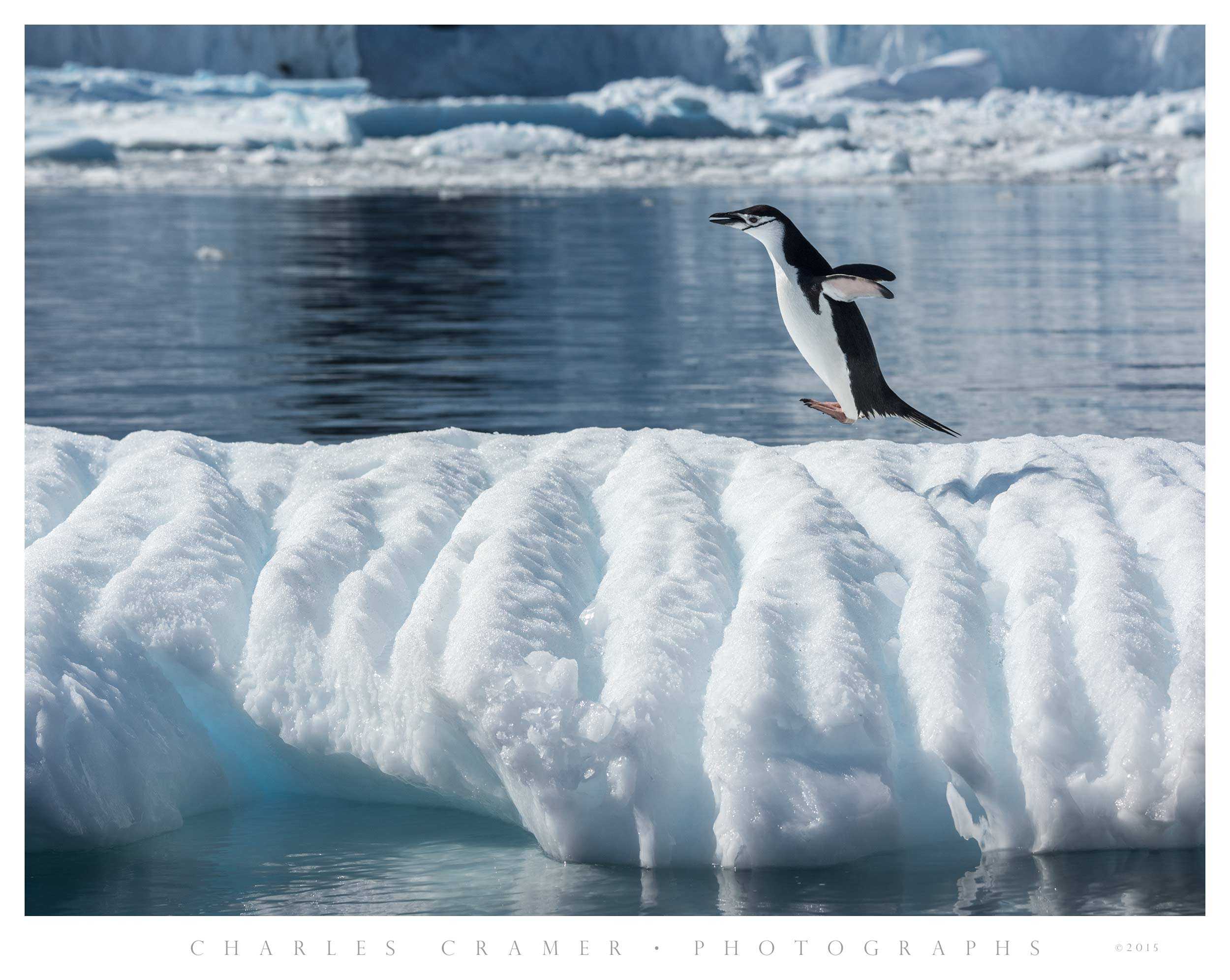 Jumping Penguin, Antarctic Peninsula