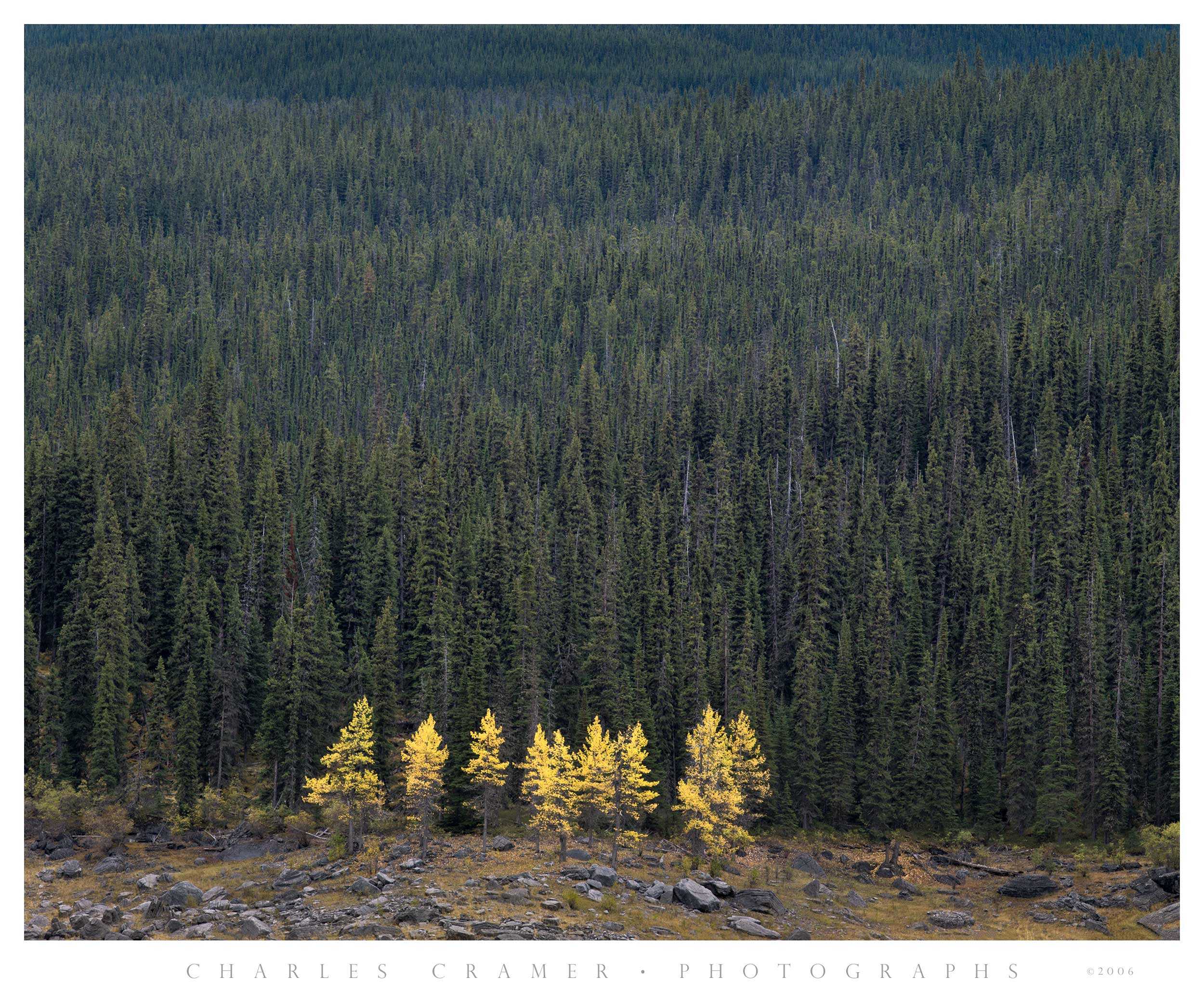 Larch Trees, Fall, Canadian Rockies