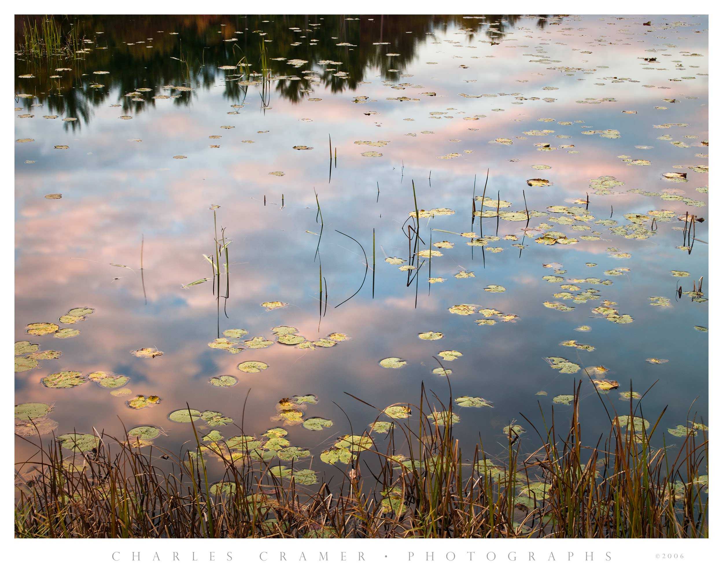 Lillypads, Pool, Sunset, New Hampshire