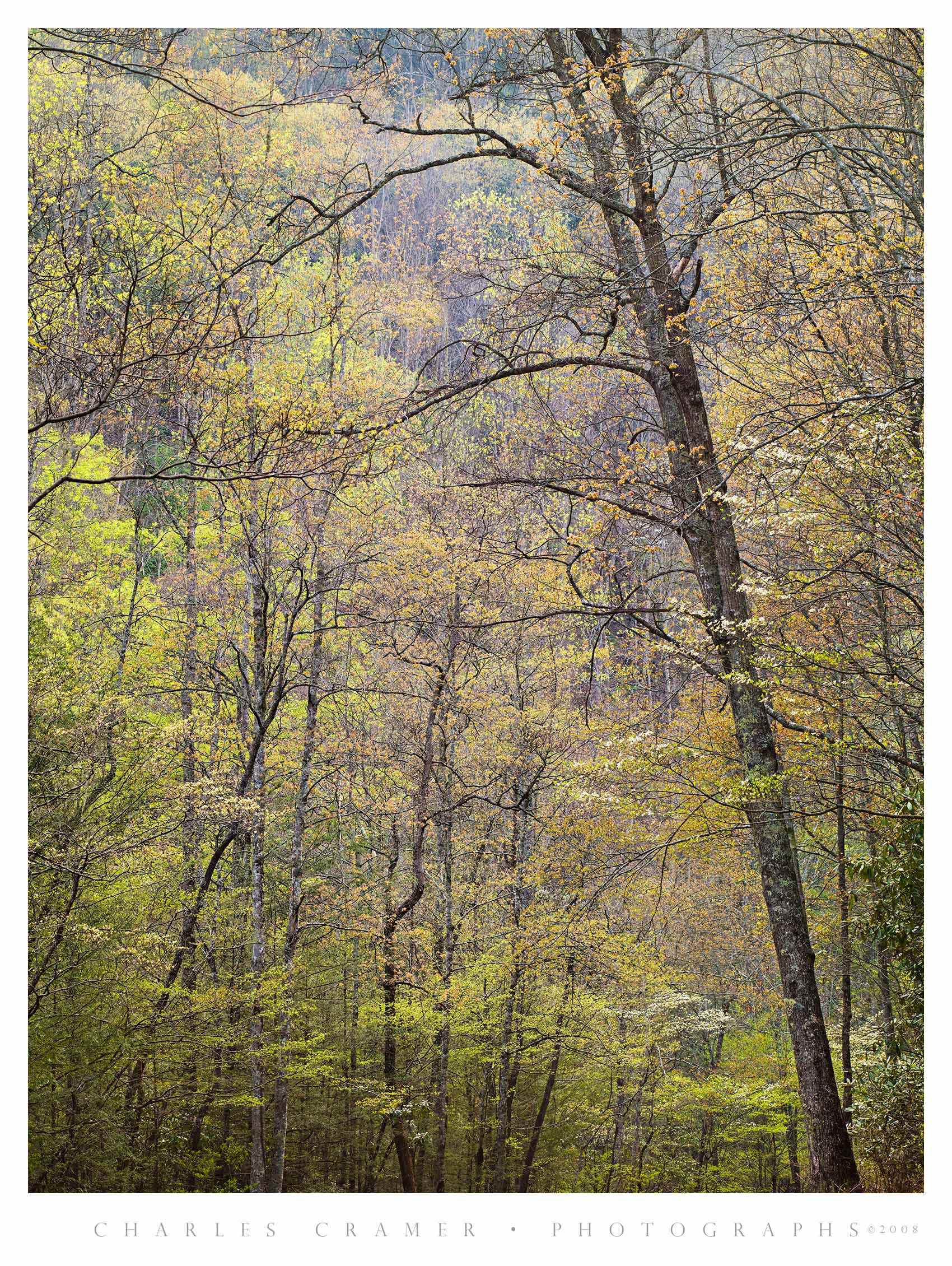 Spring Canopy, Great Smoky Mountains