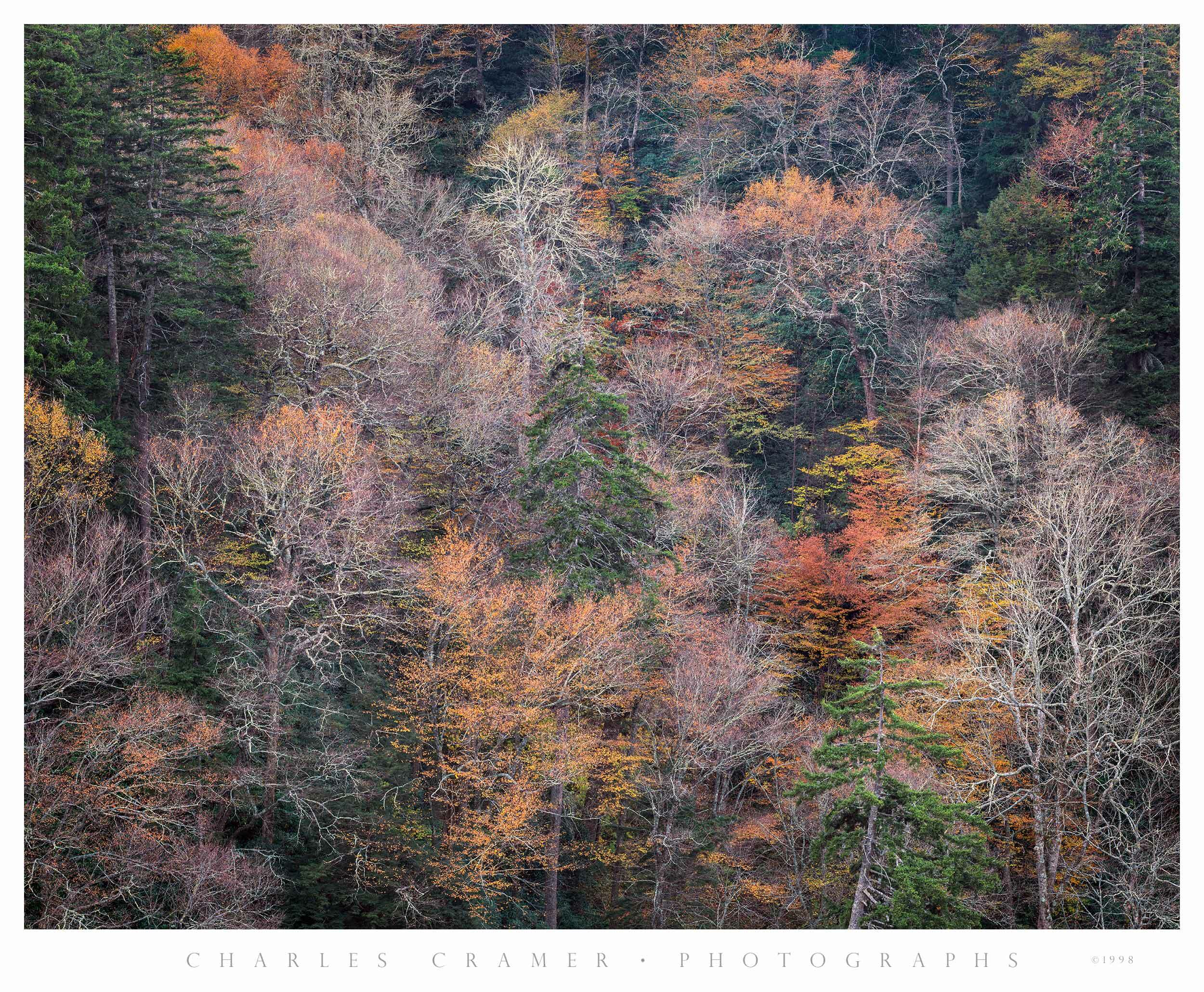 Late Fall, Bare Trees, Great Smoky Mountains