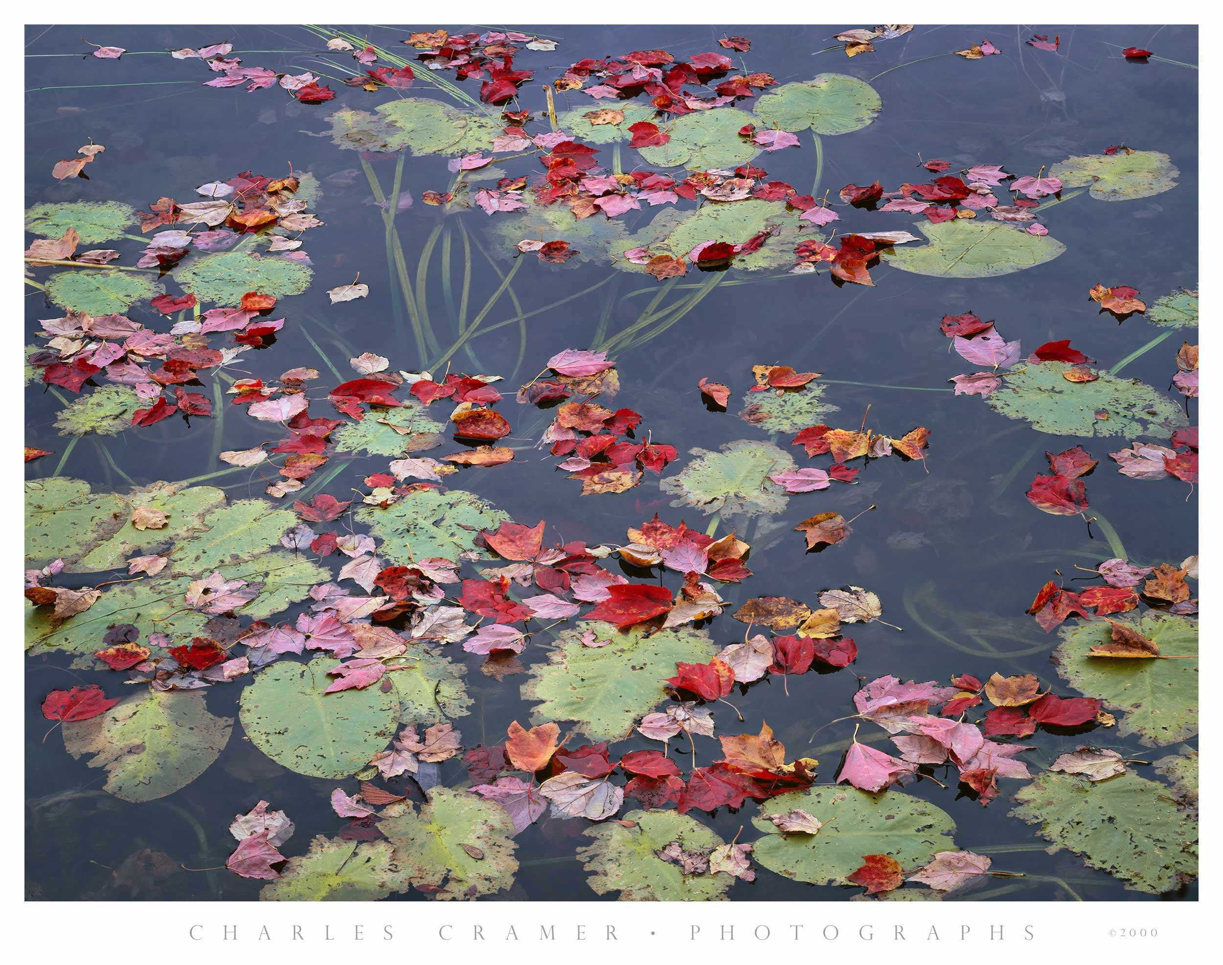 Maple Leaves and Lillypads, Long Pond, Maine