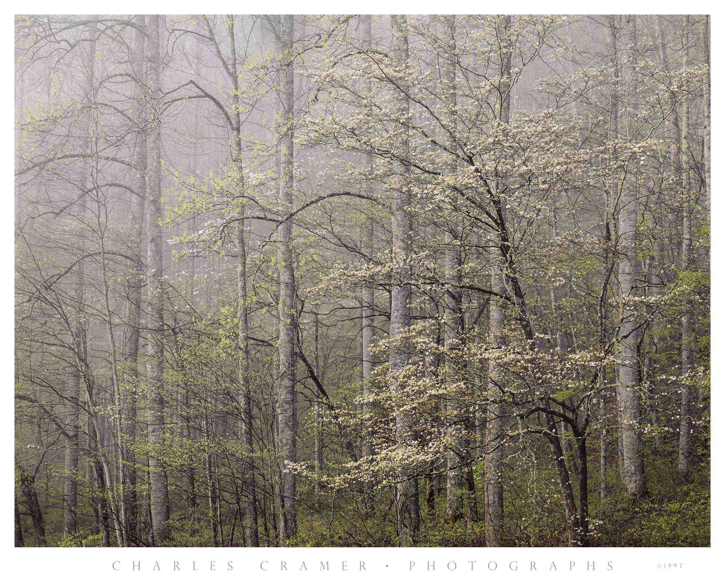 Dogwood,  Morning Fog,  Smoky Mountains