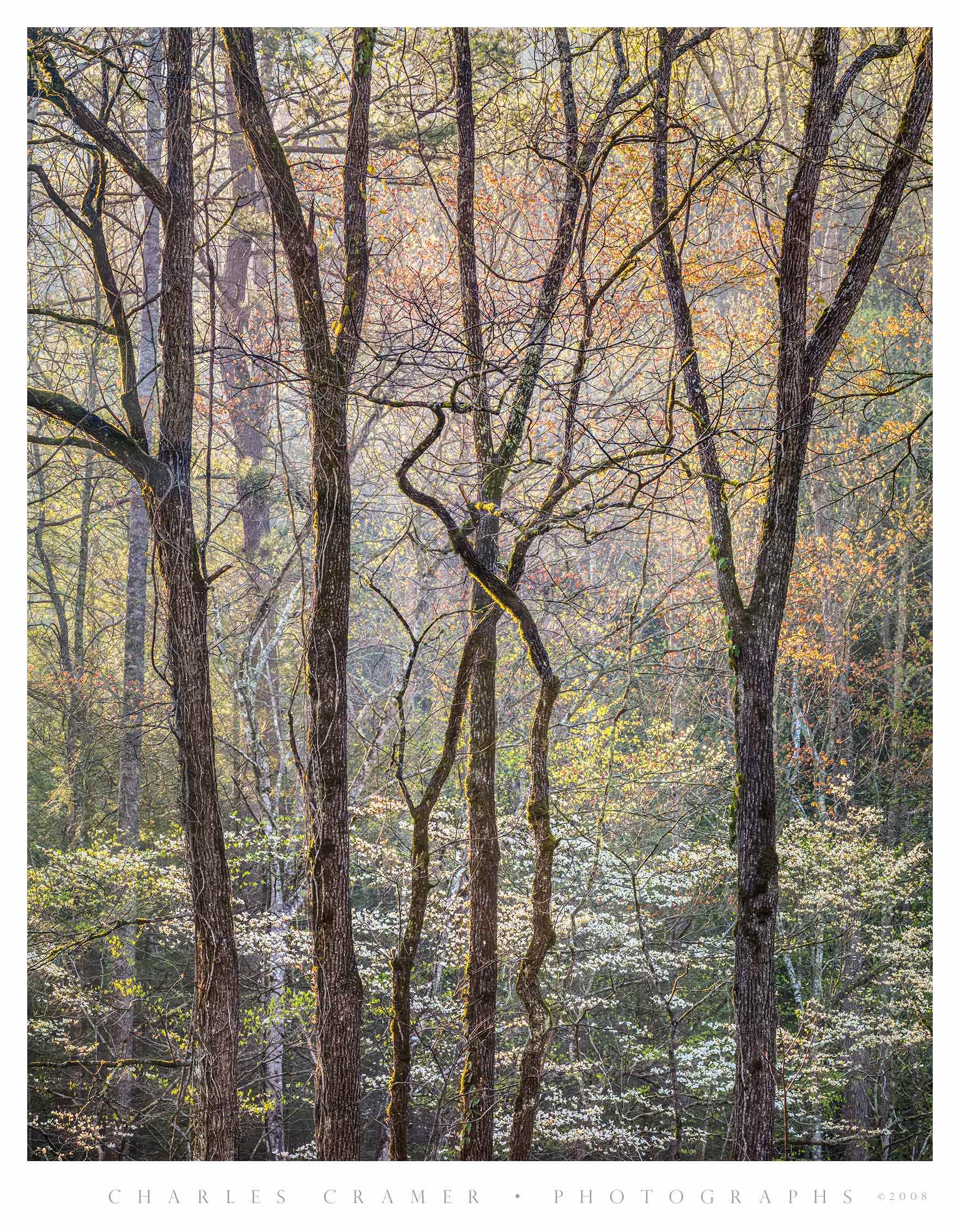 Intertwined Trees and Dogwood, Great Smoky Mountains