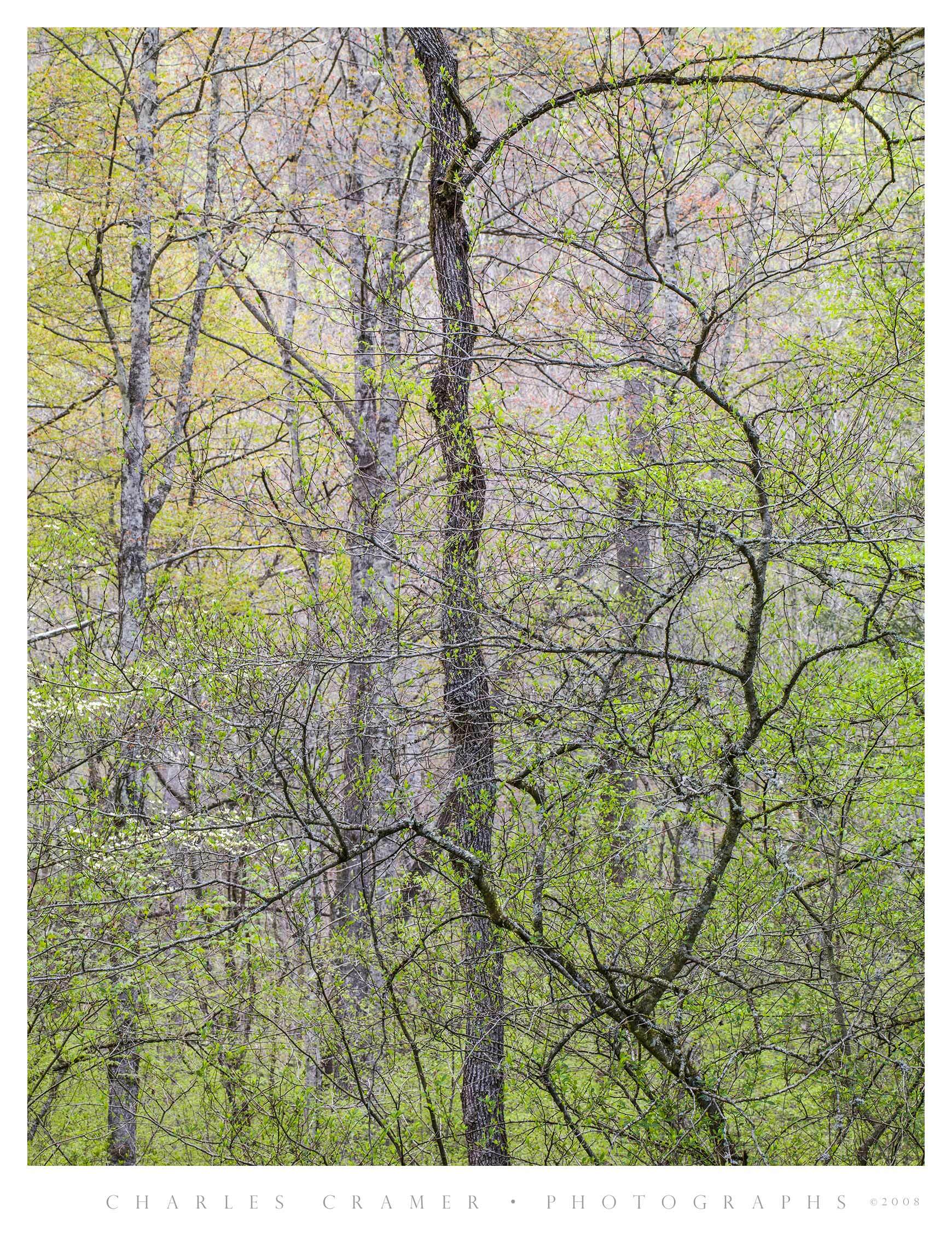 Tree Branch Shapes, Spring Foliage, Great Smoky Mountains