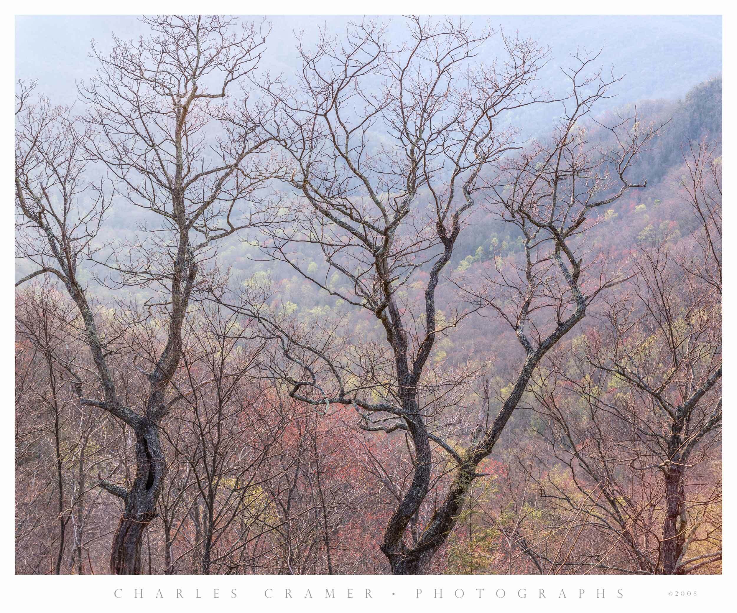 Oaks against Hillsides, Blue Ridge Parkway, North Carolina