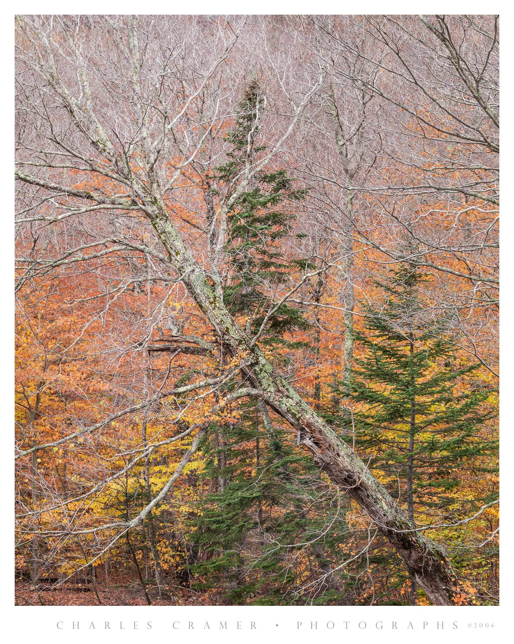 Diagonal Tree and Evergreens, Green Mountains, Vermont