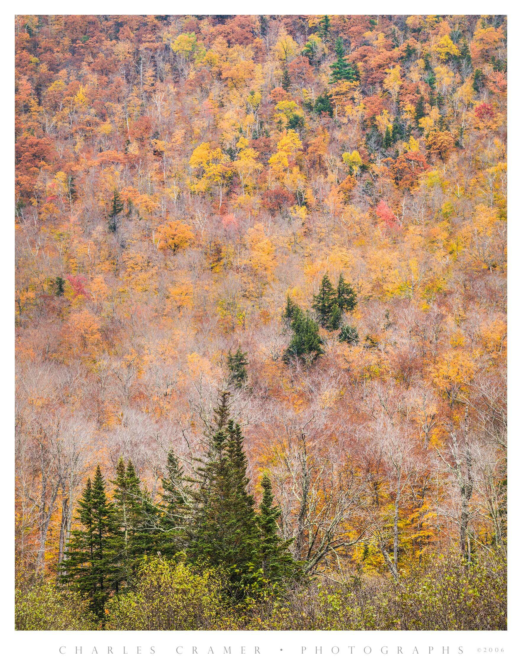 Hardwood Trees, Hillside, Fall, New England