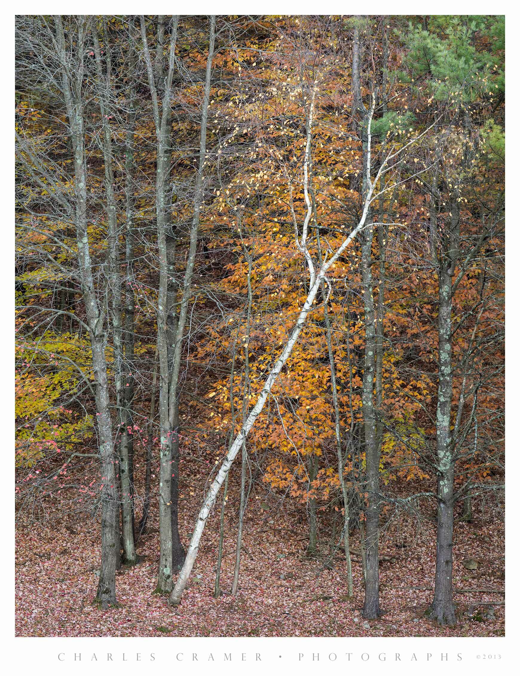 Leaning Birch, Fall, Acadia National Park