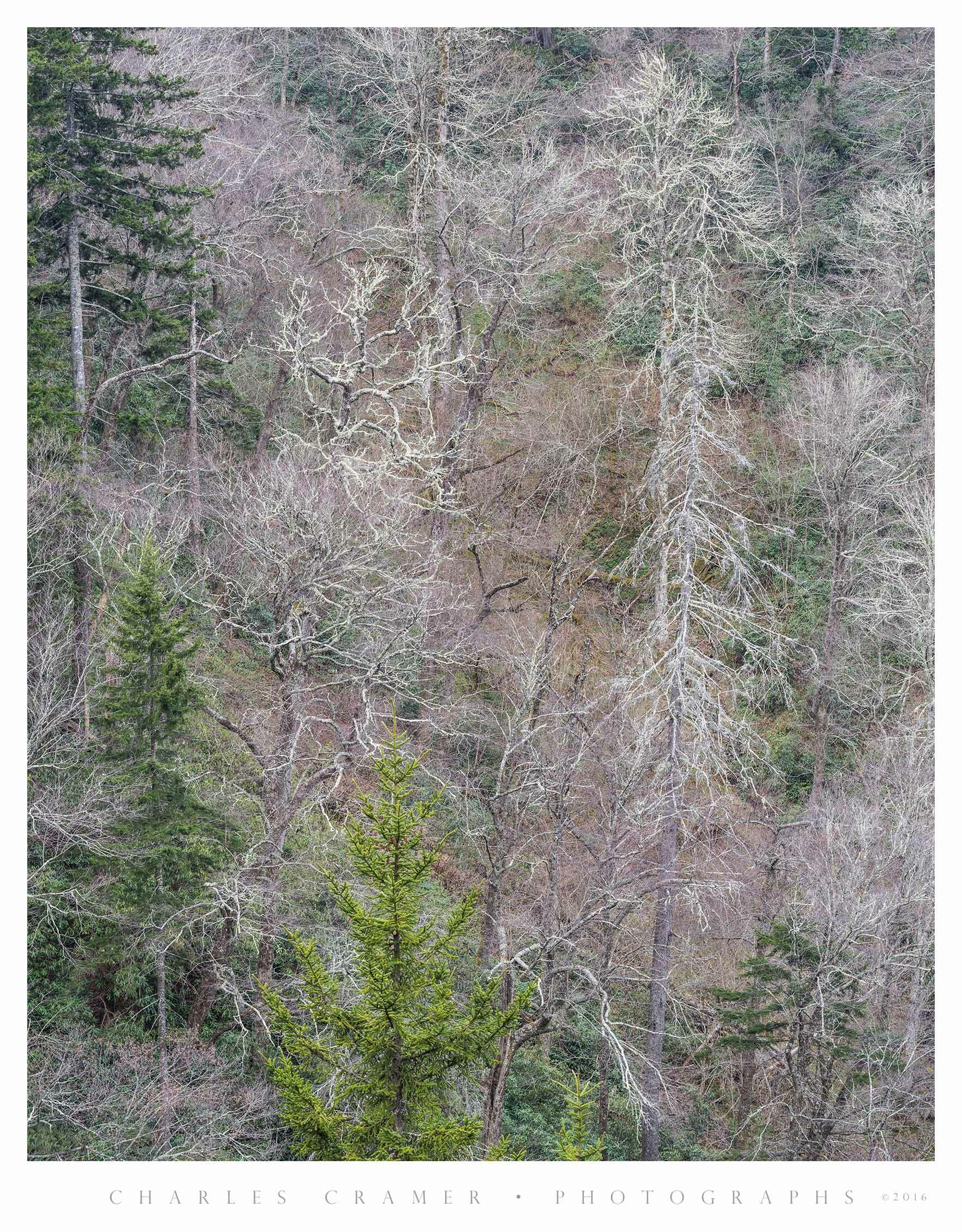 Hillside Detail, Early Spring, Appalachian Mountains