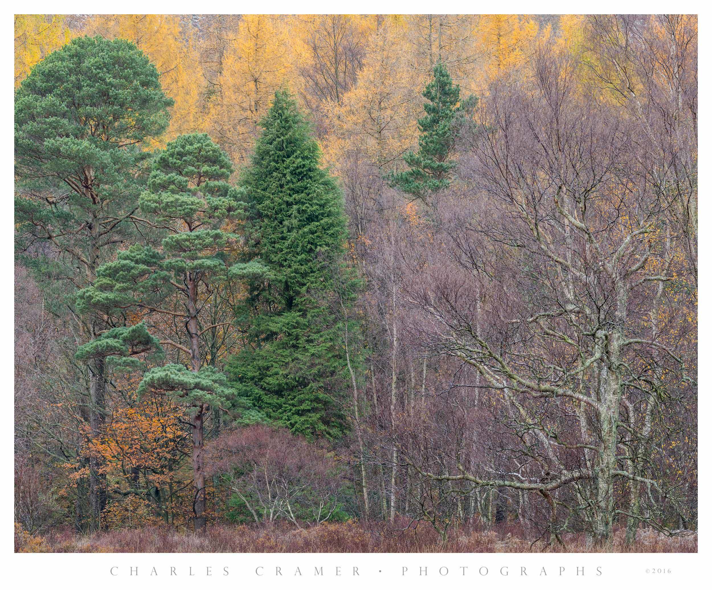 Trees, Fall, Derwentwater, Lakes District, England