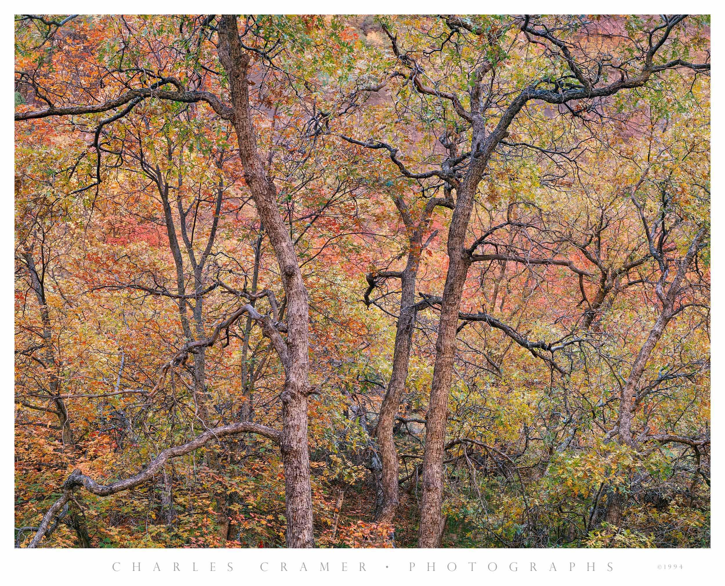 Tree Detail,  Autumn,  Zion Valley, Utah
