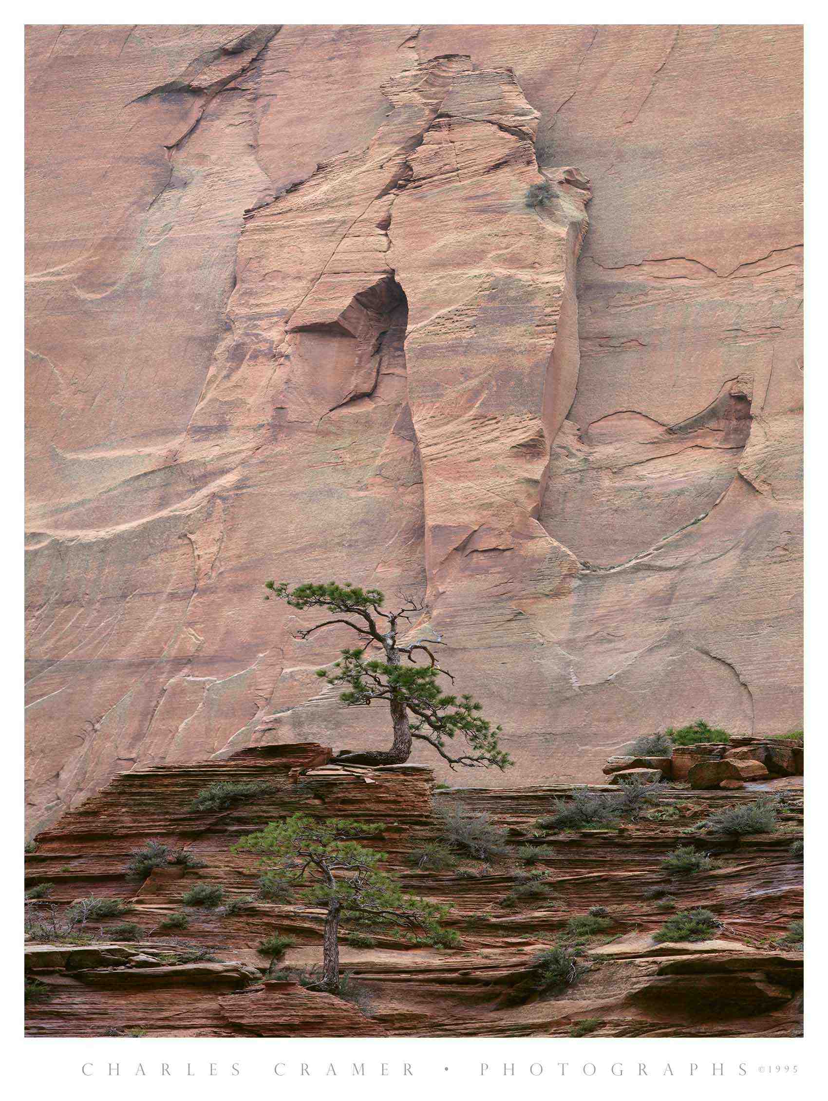 Pines, Emerging Arch, Kolob Canyon, Zion