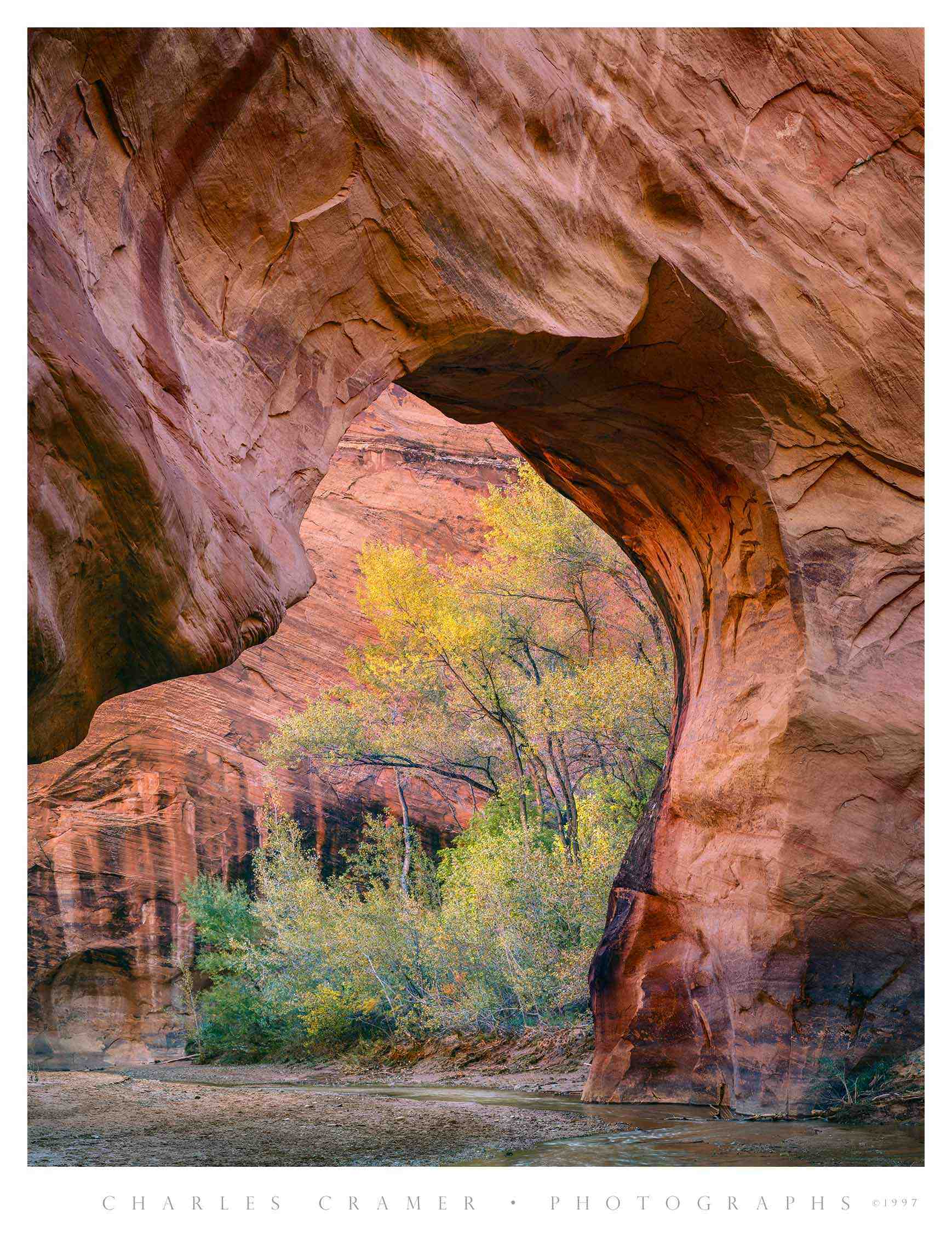 Trees and Coyote Natural Bridge, Coyote Gulch