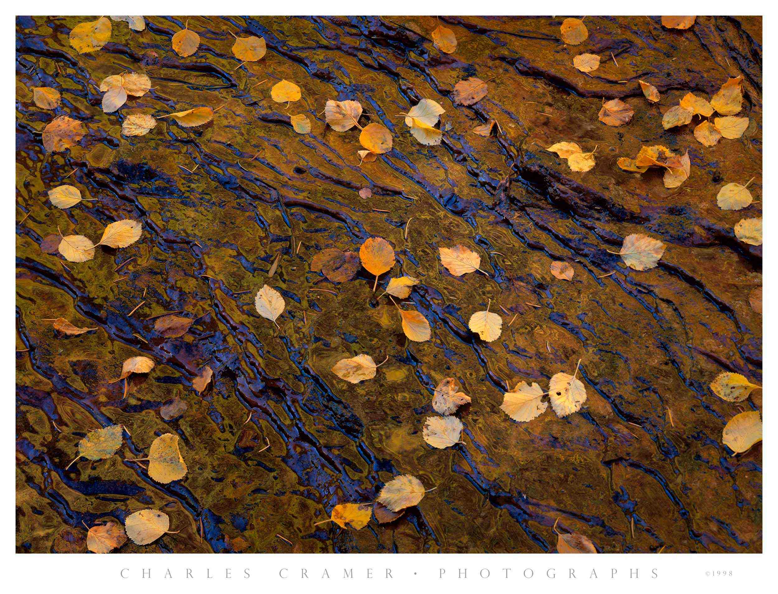 Leaves on Slickrock, North Creek, Autumn, Zion