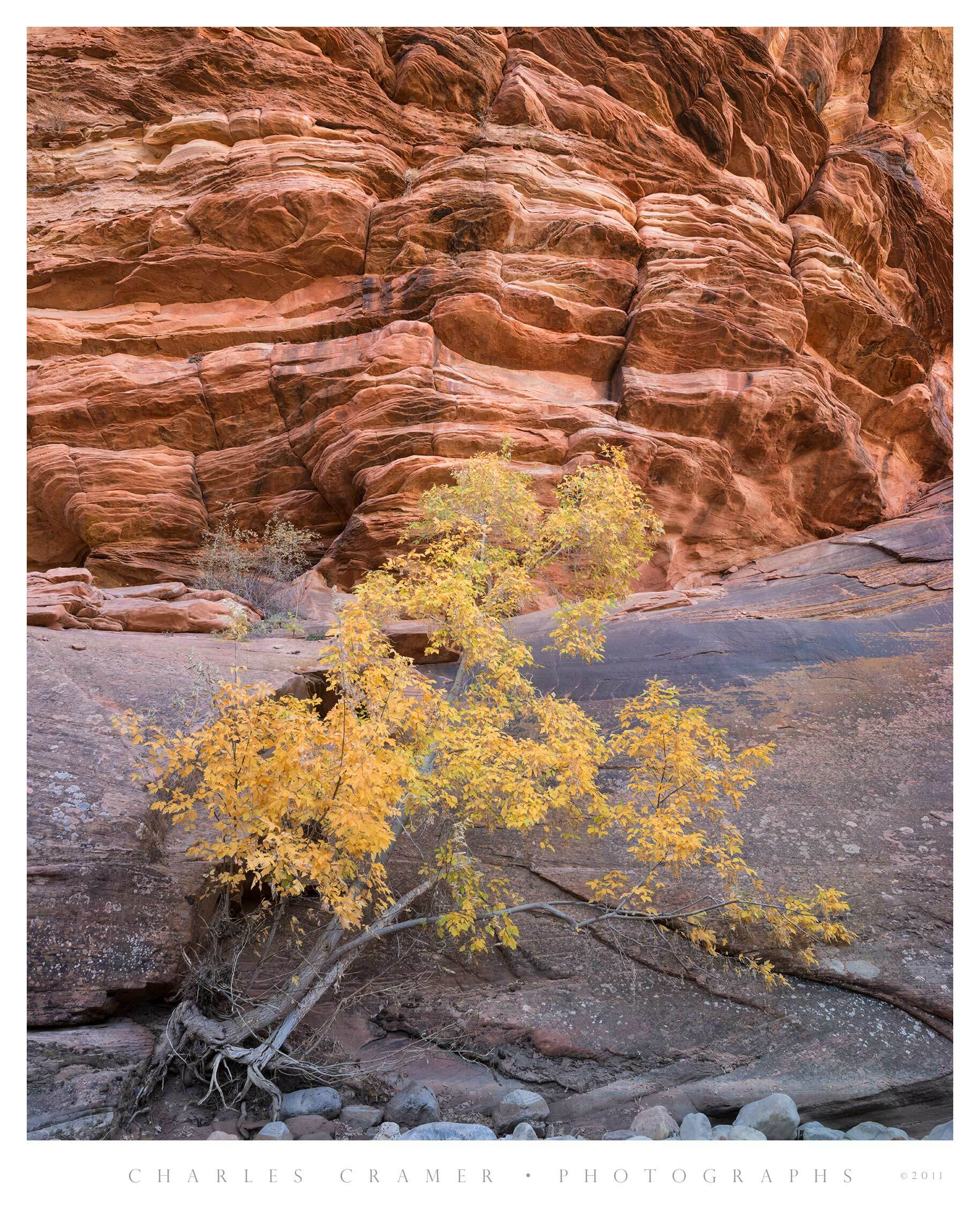 Leaning Boxelder Trees, Fall, Zion Canyon, Utah