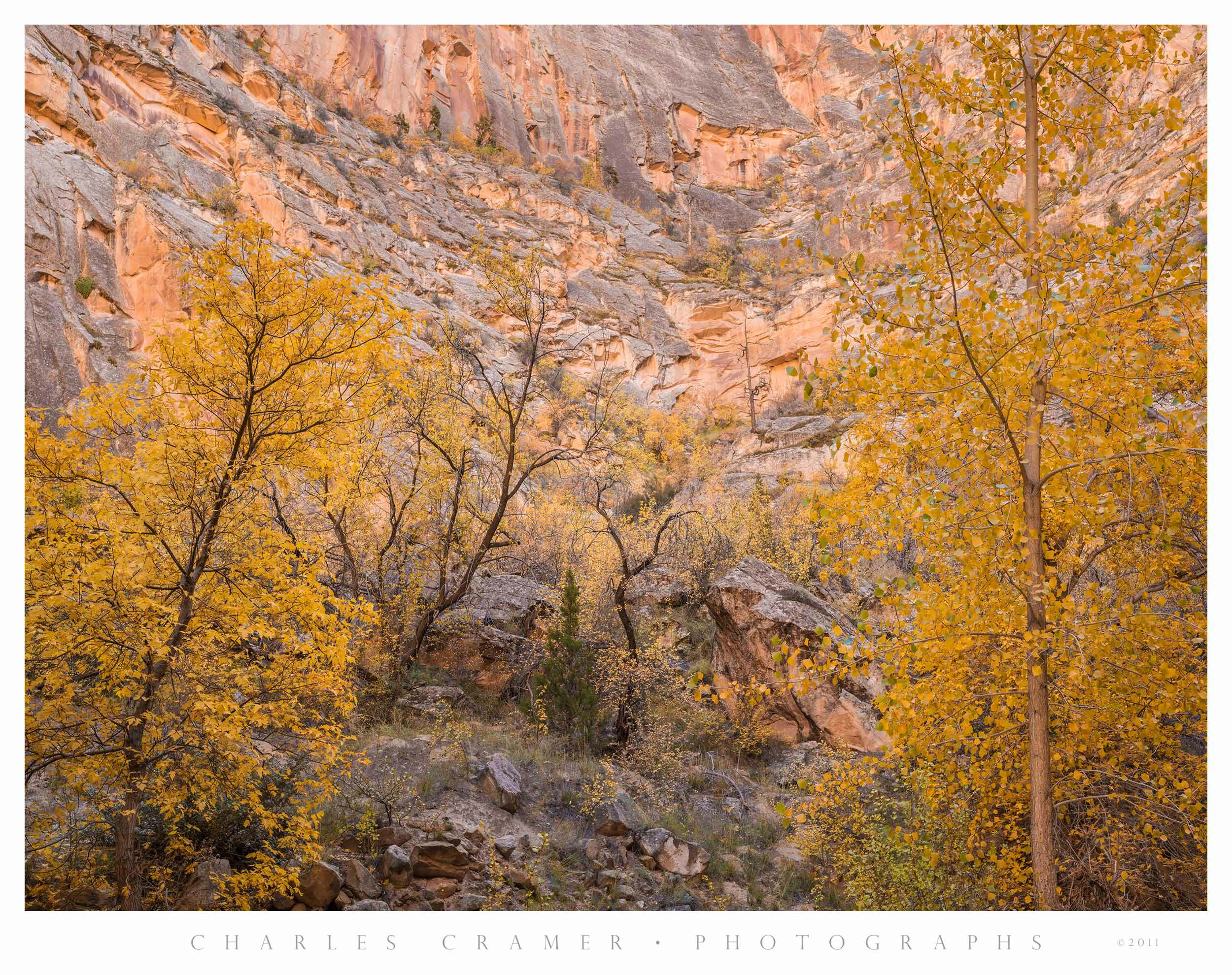 Canyon Wall and Trees, Escalante River Canyon, Utah