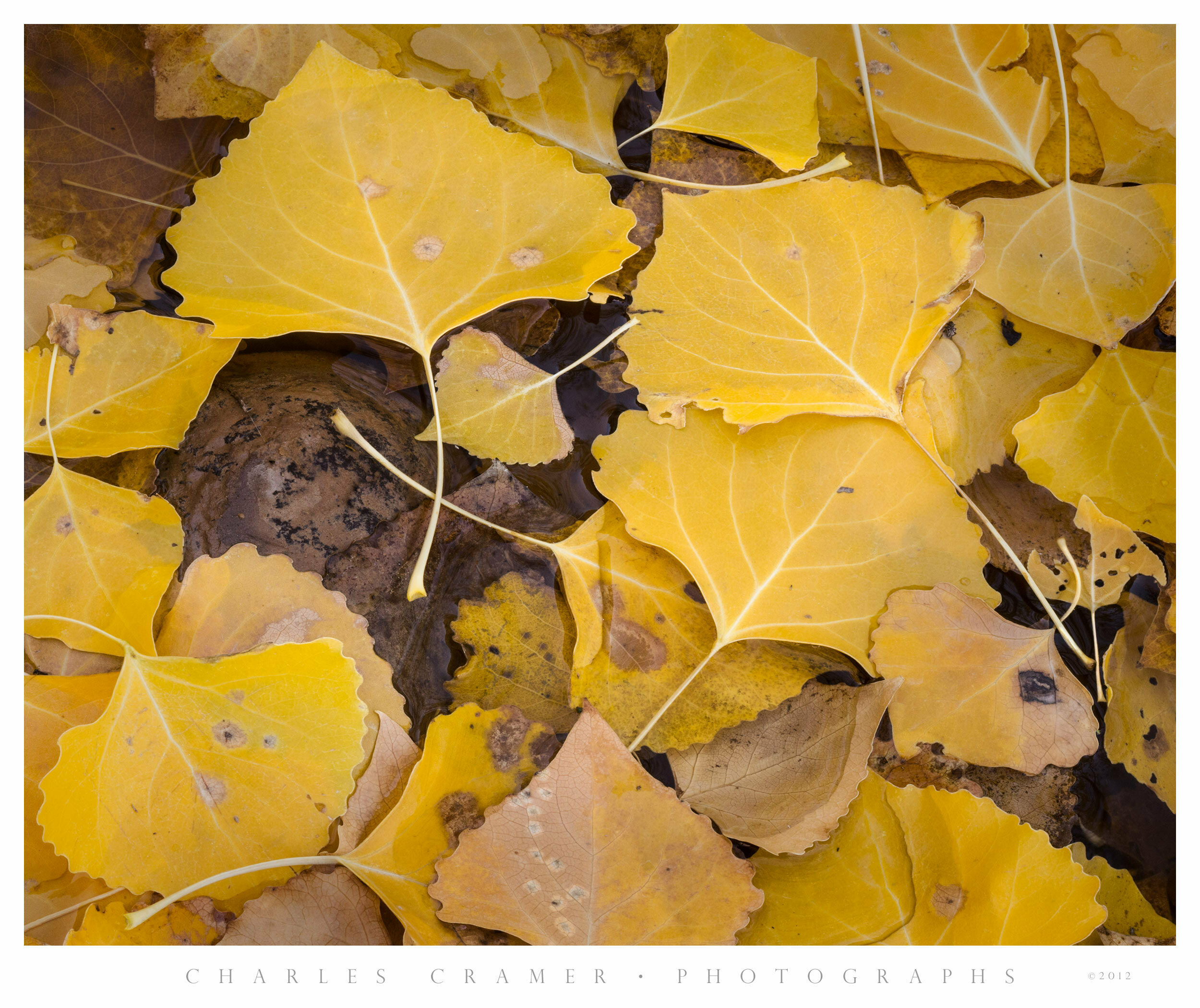 Fallen Aspen Leaves, Fall, Utah